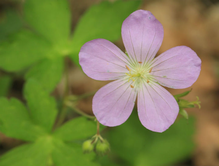 Wild Geranium